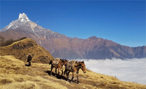 Mardi Himal Trek (10 Days)